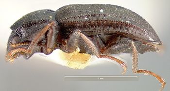 Media type: image;   Entomology 21794 Aspect: habitus lateral view